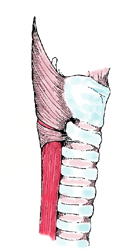 visione laterale di una situazione anatomica normale